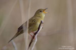 Grass warblers