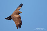 Black Kite Black Kite