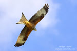 Red Kite Red Kite