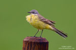Wagtails