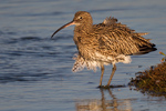 Eurasian Curlew Eurasian Curlew