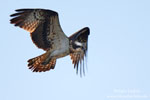 Osprey Osprey