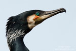 Great Cormorant