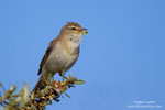 Willow Warbler