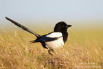 European Magpie