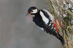 Woodpeckers Woodpeckers