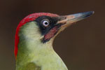 European Green Woodpecker