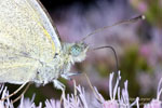 Large White