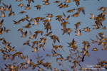 European Golden Plover