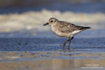 Grey Plover