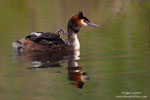 Great Crested Grebe