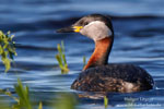 Red necked Grebe