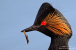 Black-necked grebe