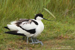 Pied Avocet
