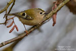Goldcrest