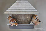 Perching Bird feeding place