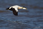 Common Eider Common Eider