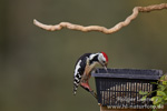 Woodpecker feeding place