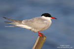 Terns