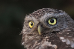 Owl Owl