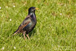 European Starling