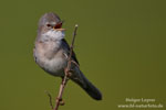 Whitethroat