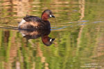 Little Grebe