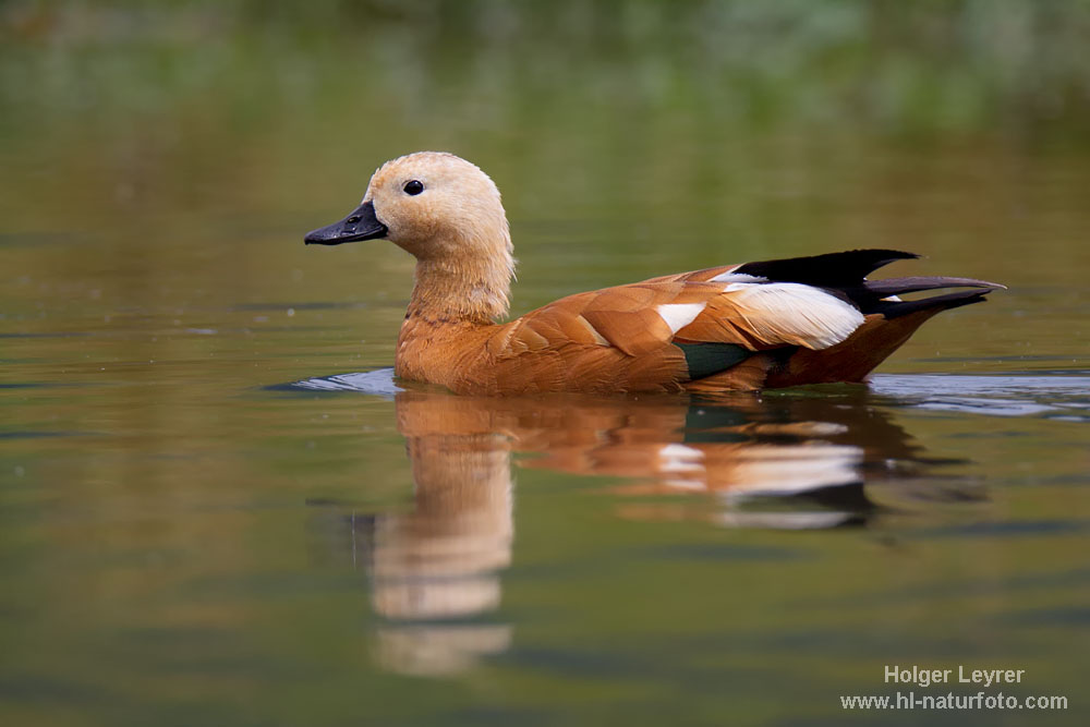 Ruddy Shelduck