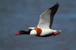 Common Shelduck