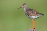 Common Redshank Common Redshank