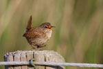 Eurasian Wren