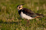 Northern Lapwing