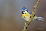 Bird photography