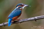 Alcedo_atthis_0785.jpg