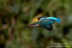 Alcedo_atthis_0949.jpg