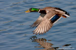 Anas_platyrhynchos_0014.jpg