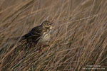 Anthus_pratensis_0005.jpg
