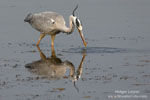 Ardea_cinerea_0532.jpg