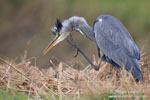 Ardea_cinerea_0654.jpg