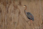Ardea_purpurea_2502.jpg