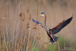 Ardea_purpurea_3044.jpg