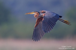 Ardea_purpurea_4469.jpg