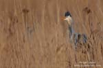 Ardea_purpurea_5515.jpg