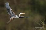 Ardea_purpurea_5522.jpg