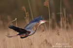 Ardea_purpurea_5708.jpg