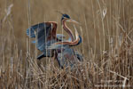 Ardea_purpurea_6260.jpg