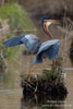 Ardea_purpurea_6521.jpg