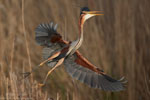 Ardea_purpurea_6628.jpg