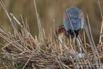 Ardea_purpurea_6646.jpg