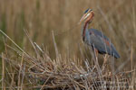 Ardea_purpurea_6647.jpg